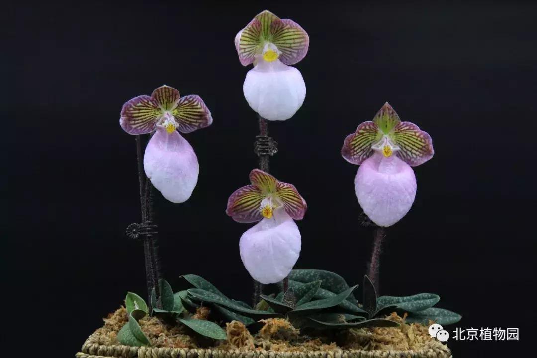 优质兰花鉴赏,写意兰花画法赏析