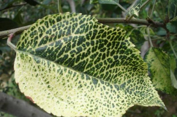 苹果树叶上的黄斑点是什么病害,苹果叶有斑点怎么回事