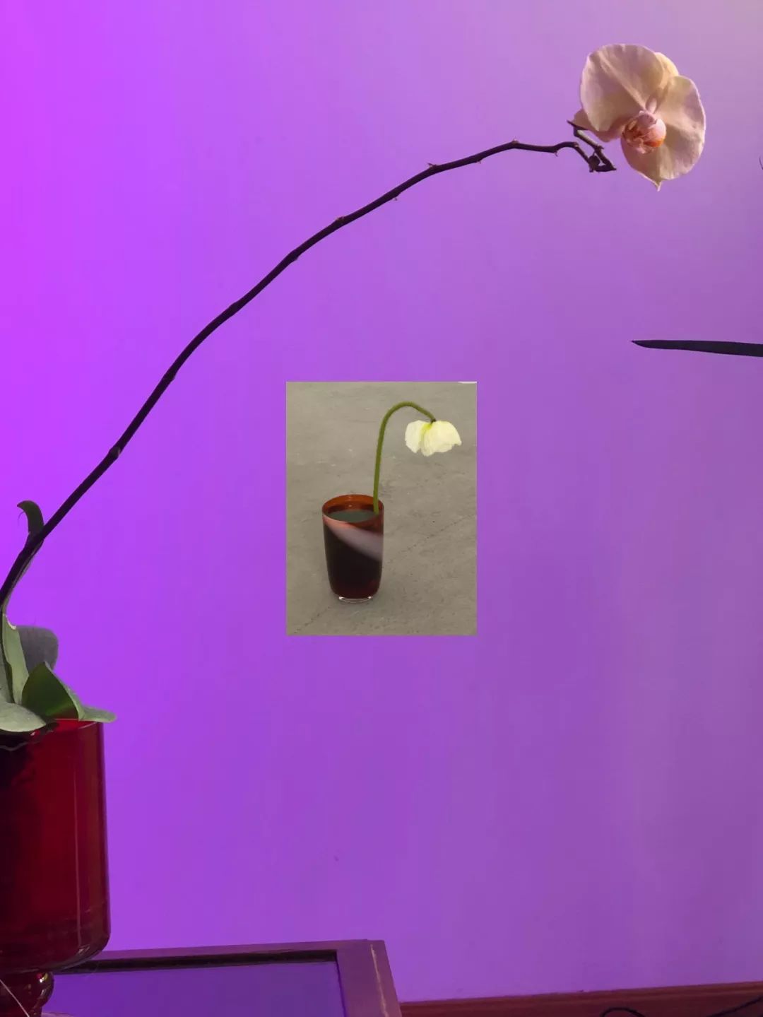 什么花最受女孩欢迎,女孩子中比较受欢迎的花