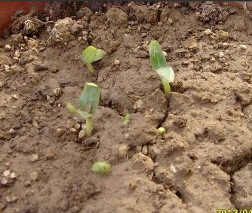 家中养棵观赏小葫芦，随风摇拽好可爱，福禄也多多