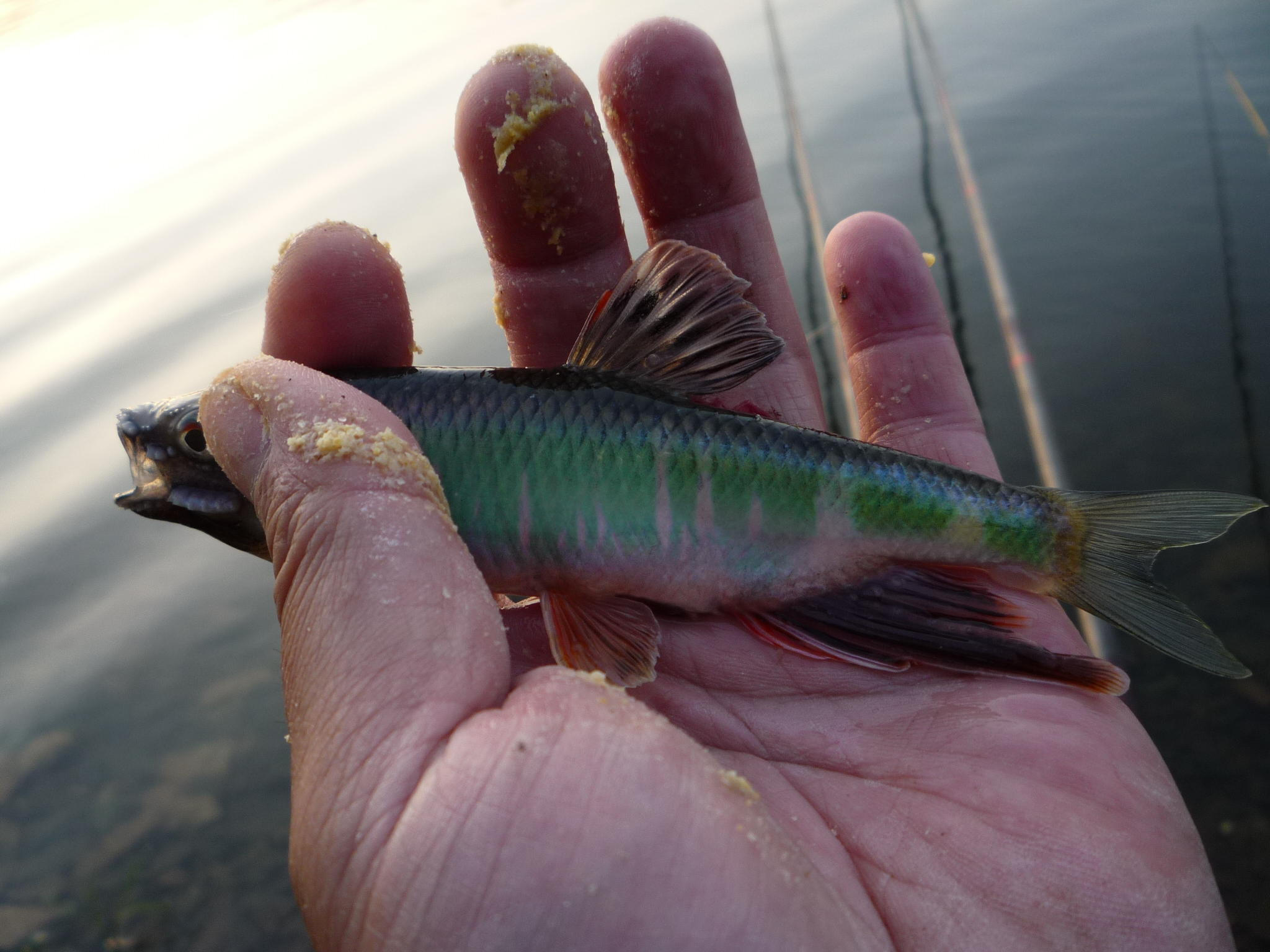 水库钓鱼小杂鱼太闹了怎么钓,对付小鱼闹窝的钓鱼技巧