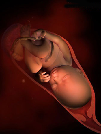 1-40周胎儿发育最全图解,胎儿在胚胎里面长啥样