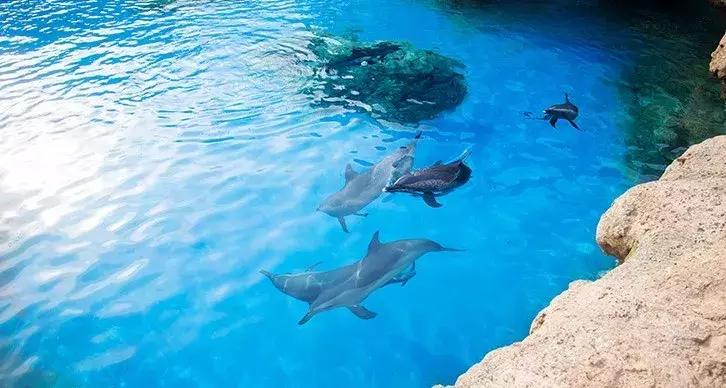 珠海长隆亲子游自由行攻略,珠海长隆亲子游攻略省钱