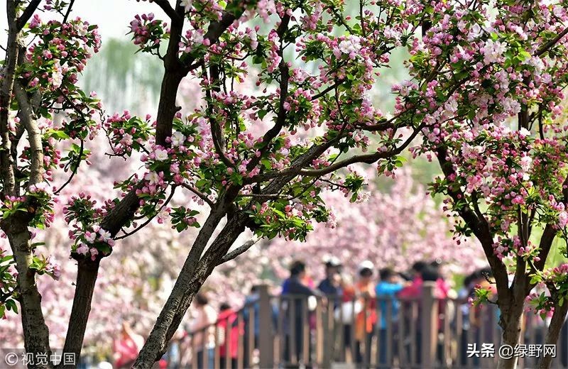 赏花好时节,赏花感言一句话