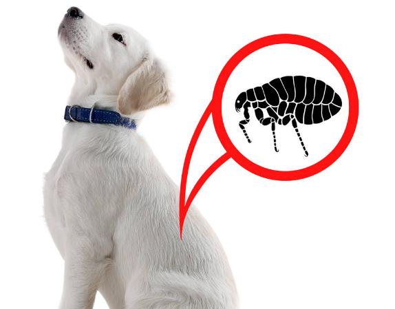 狗狗去除跳蚤蜱虫妙招,家用杀虫剂可以给狗狗喷杀跳蚤么