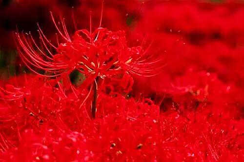 花开一千年落一千年花叶永不相见,彼岸花开从此花叶永不相见