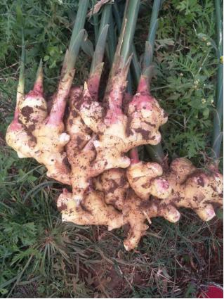 云南老板用一亩田豆牛代卖,帮800户农民将农产品卖到全国