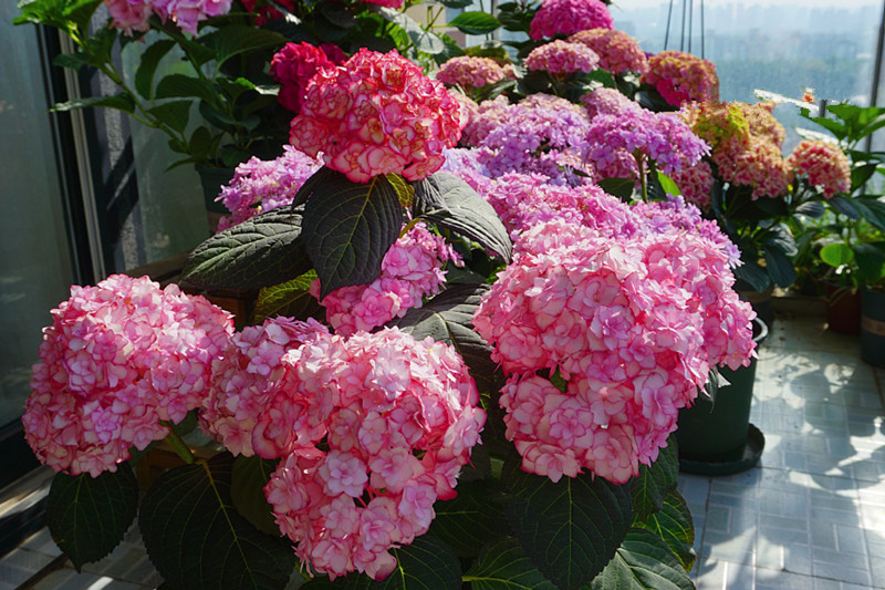 阳台美丽绣球花,阳台花卉球根花卉
