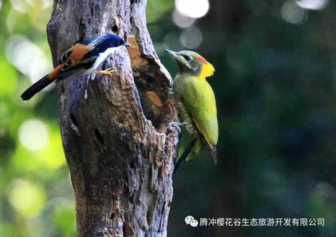 腾冲樱花谷景区,腾冲樱花谷12月份有樱花吗