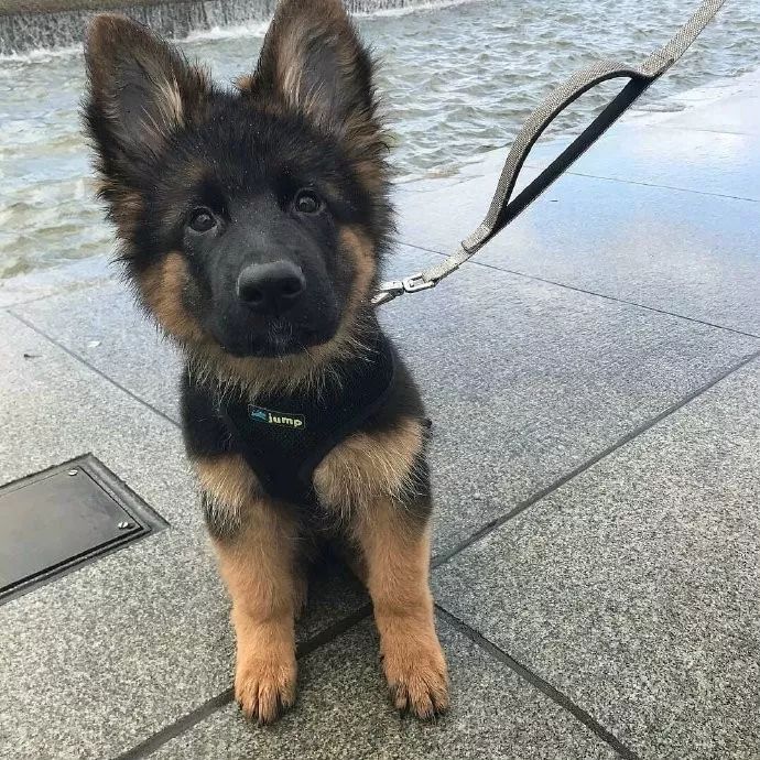 德牧看起来害怕,德牧很吓人吗为什么