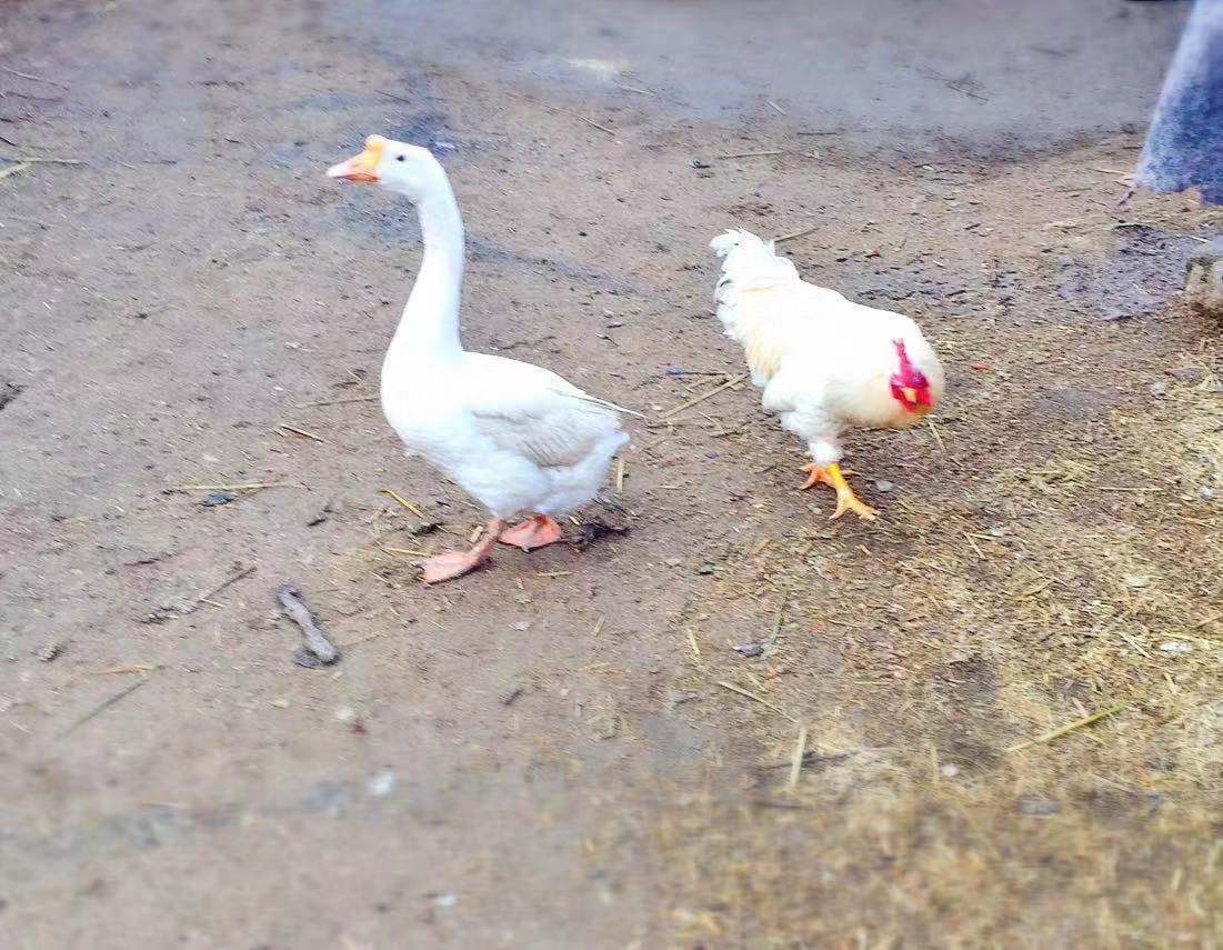 农村7岁小孩在做什么,7岁男孩回家玩什么