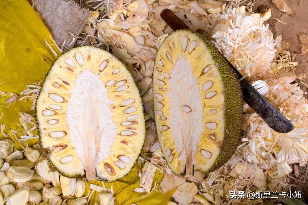 菠萝蜜：我们眼中的水果皇后，却是解决斯里兰卡饥荒的治愈食材