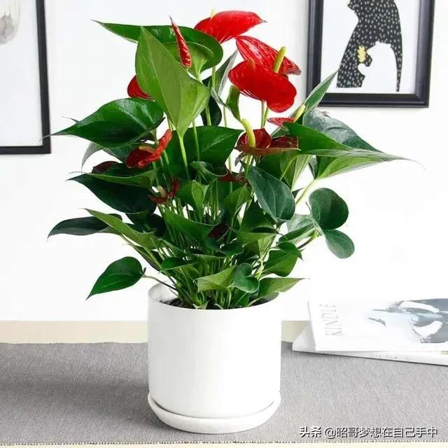 这3种花冬天公认难养,最不怕浇水的5种花