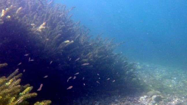 养鱼混养注意事项大全图解,新手养鱼混养推荐