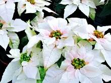 花大色艳的花卉,中国红花花卉大全