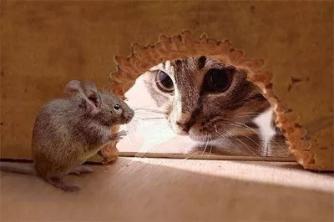 猫咪的胡须都有哪些功能,猫咪的胡须有什么有趣的地方