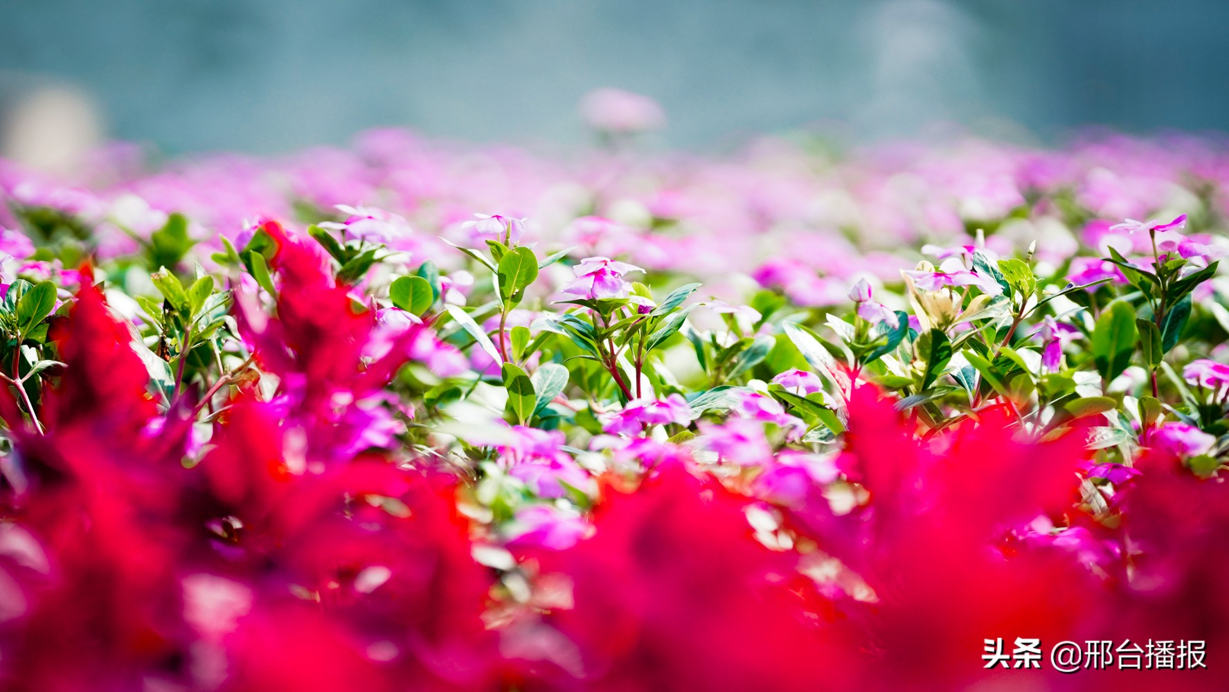 邯郸园博园值得一去吗,是什么限制了我的想像