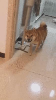 大姐gif搞笑图片,搞笑表情真人动图大全