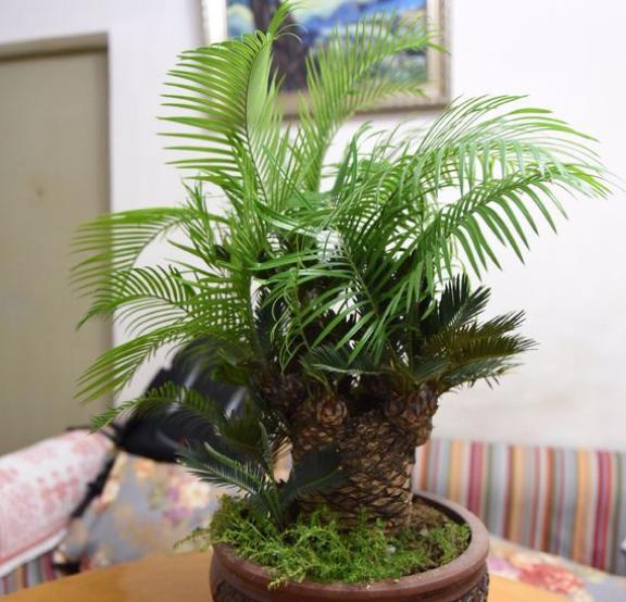 铁树怎么养护才不会黄叶子,养铁树有3个小技巧