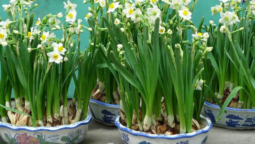 水仙花叶太多下垂,水仙花下垂了怎么补救