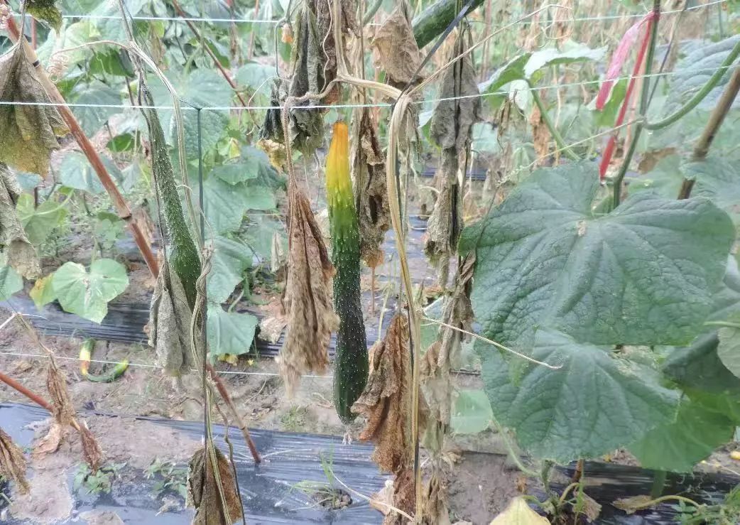 黄瓜病害图谱和防治黄瓜药害,黄瓜瓜条病害图谱