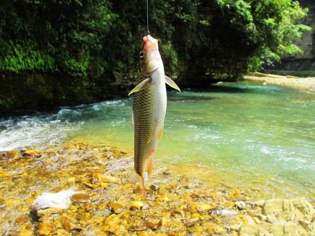 黑坑钓鱼和野钓的区别,为什么说野钓的钓不了黑坑