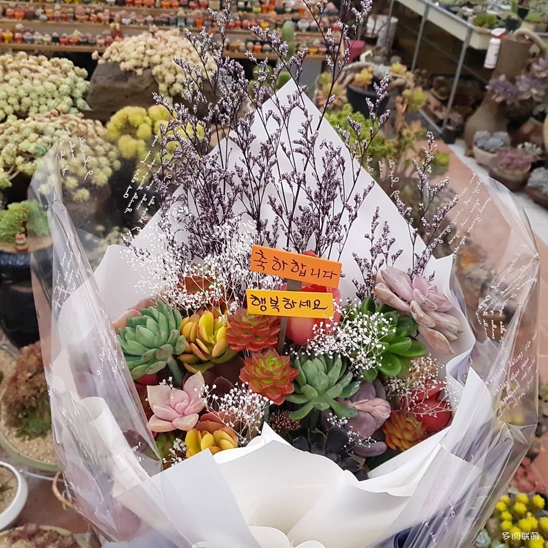 韩国大棚多肉,肉叔带你走遍韩国多肉大棚