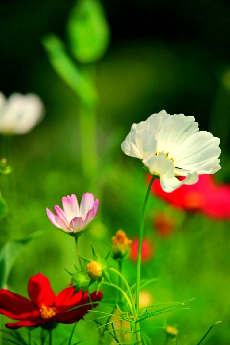 原创蝴蝶恋花,蝶恋花蝴蝶原唱