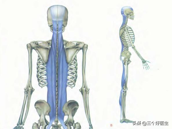 国外压缩性骨折治疗方案,压缩性骨折自愈技巧图片