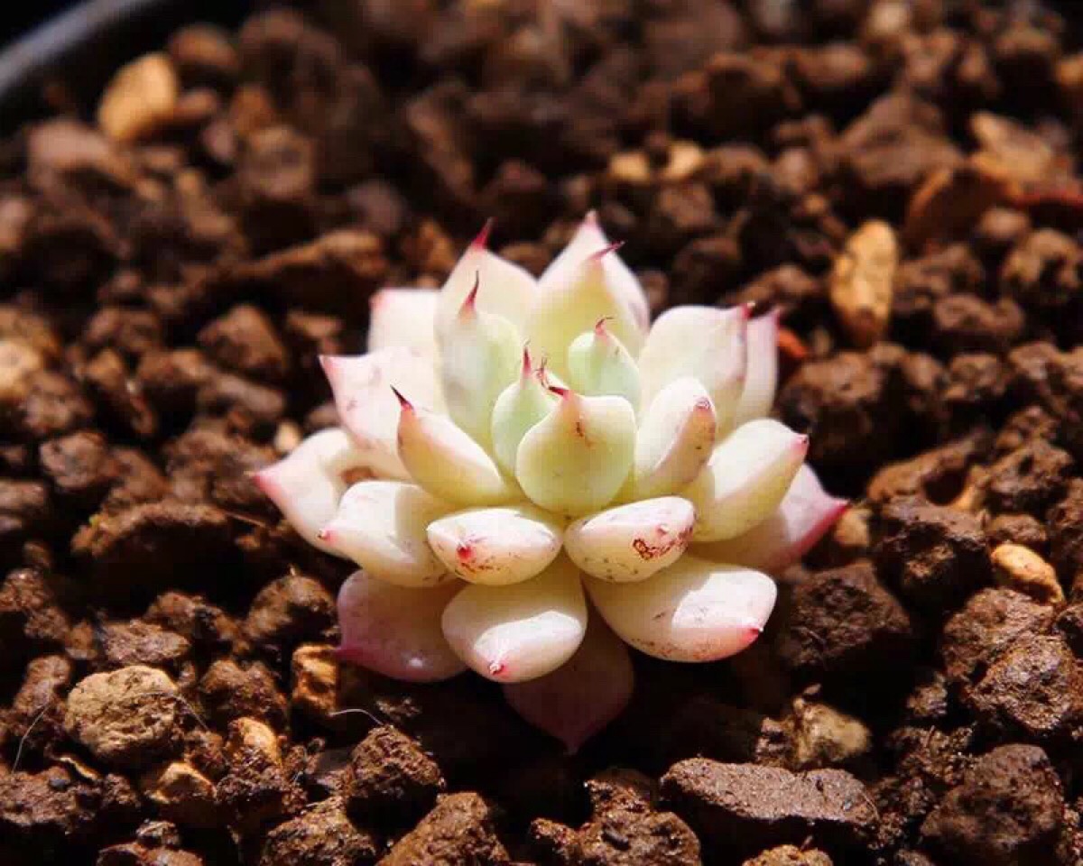 多肉枯萎了怎么恢复,多肉枯萎了怎么让它重新恢复