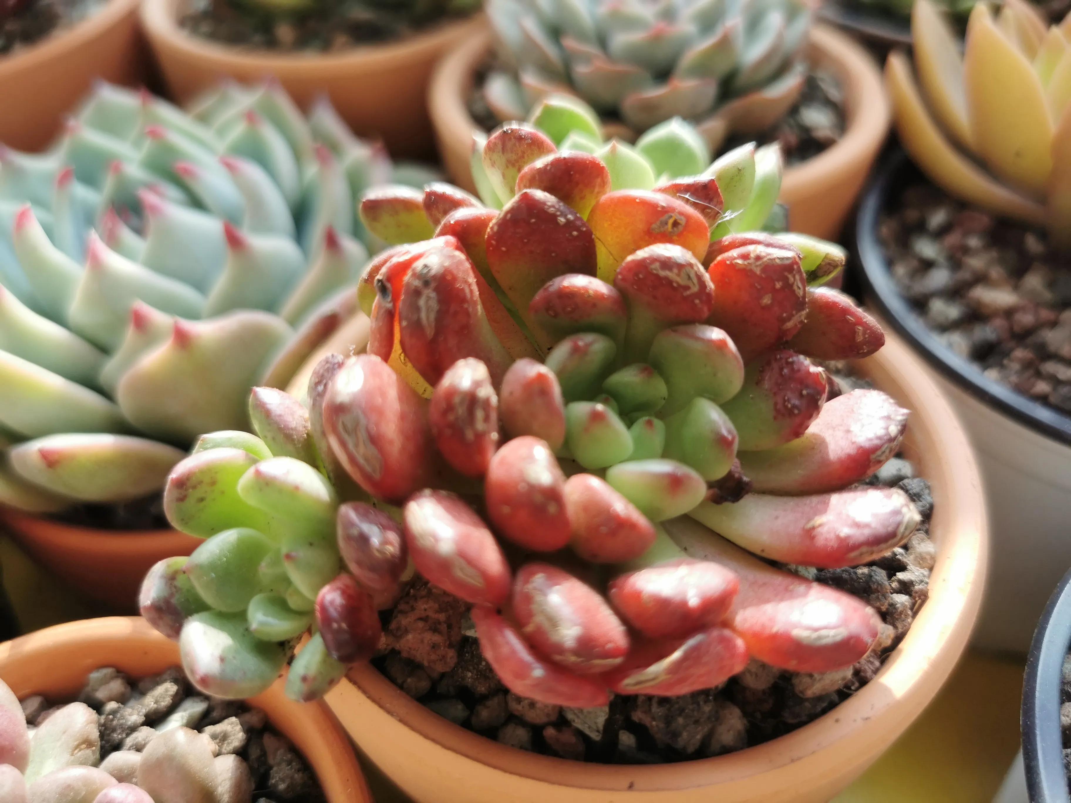 新购大单头多肉上盆,多肉品种大全大集合