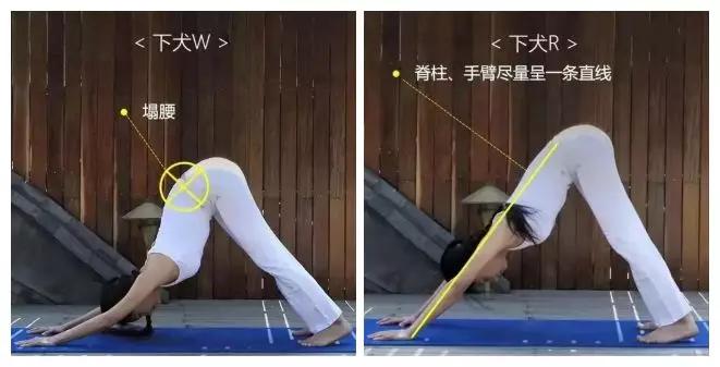 初学者怎么练下犬式,如何练习下犬式