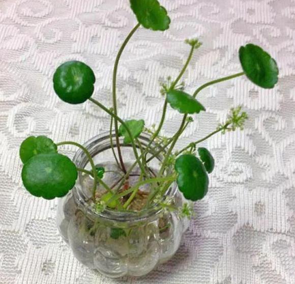 水培植物怎么养才能更旺盛一些,水培花卉植物养护注意事项有哪些