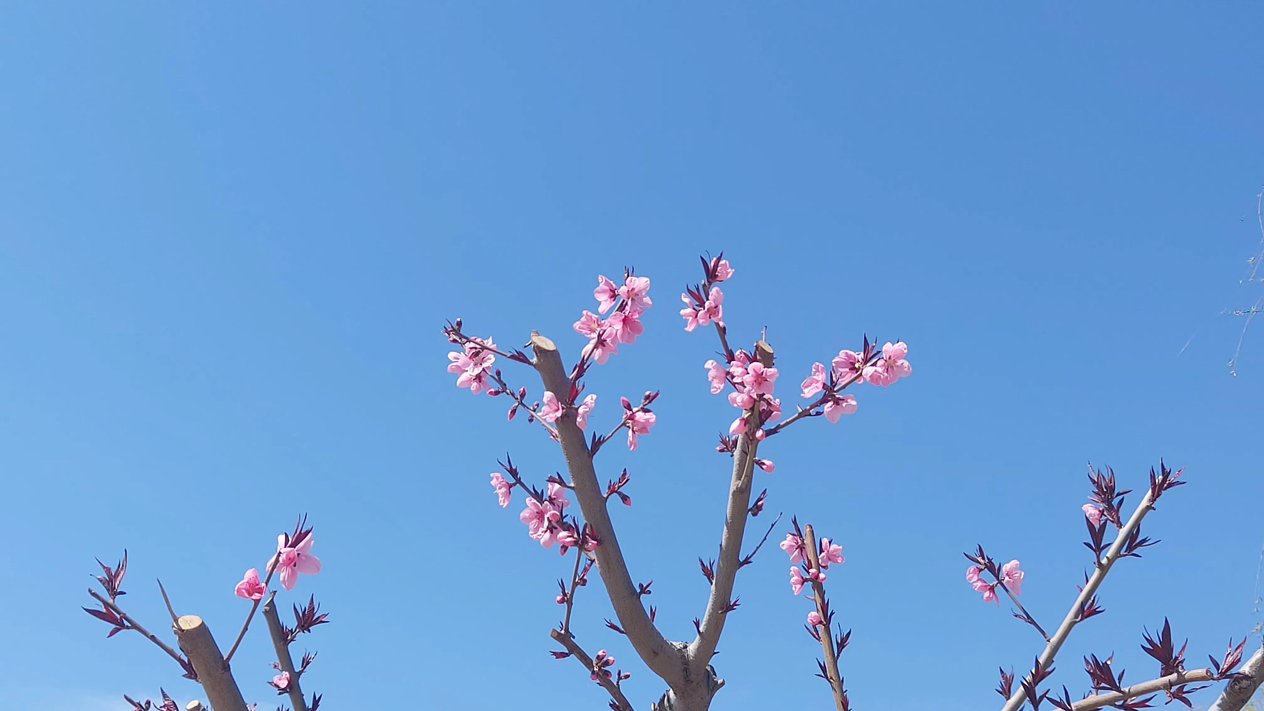 散文诗欣赏:碧砌红轩又清明，草长莺飞已春仲