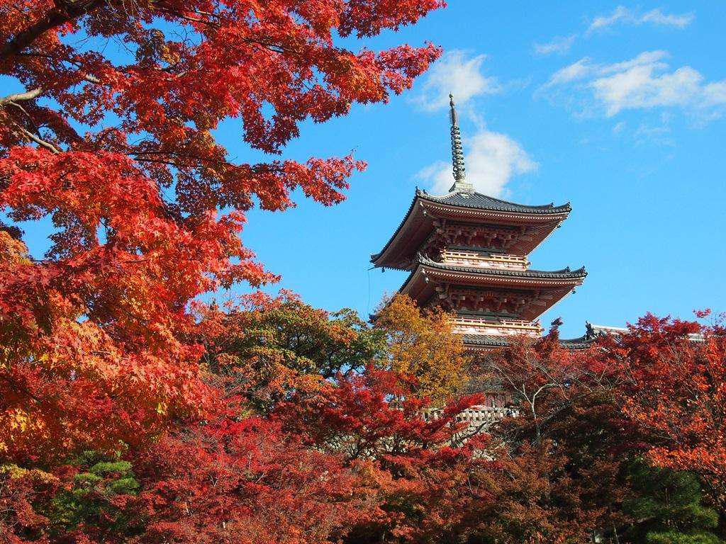 去富士山看樱花,日本富士山浪漫