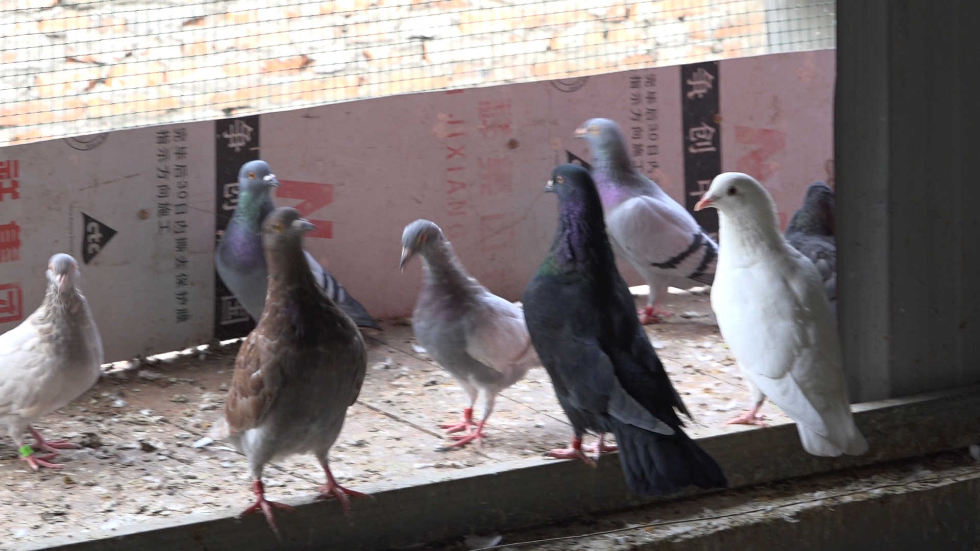 鸽子不产蛋视频,鸽子不生蛋是什么原因