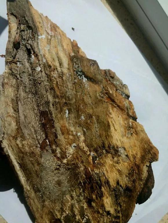 兰花冬季移种如何快速生根,把兰花种树上