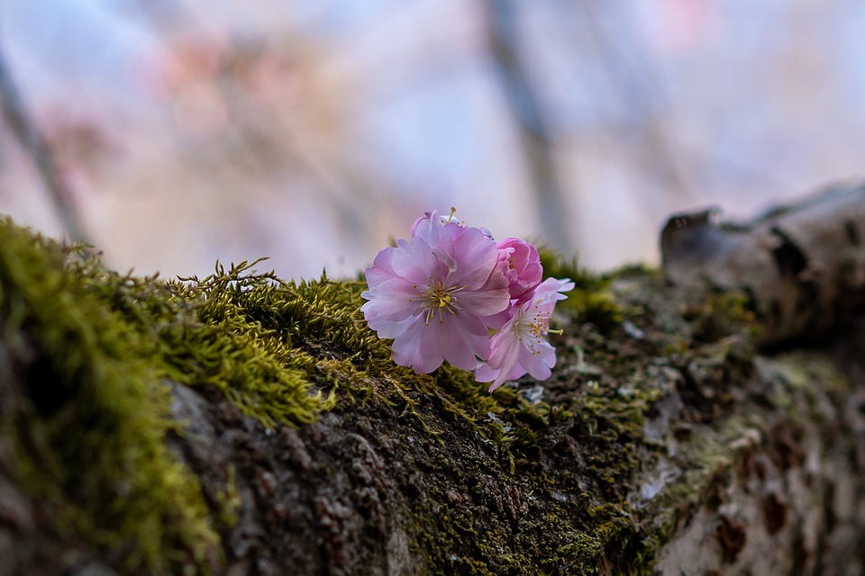 和心目中的女神恋爱其实并不费力，学会这些技巧，就能成功追上她