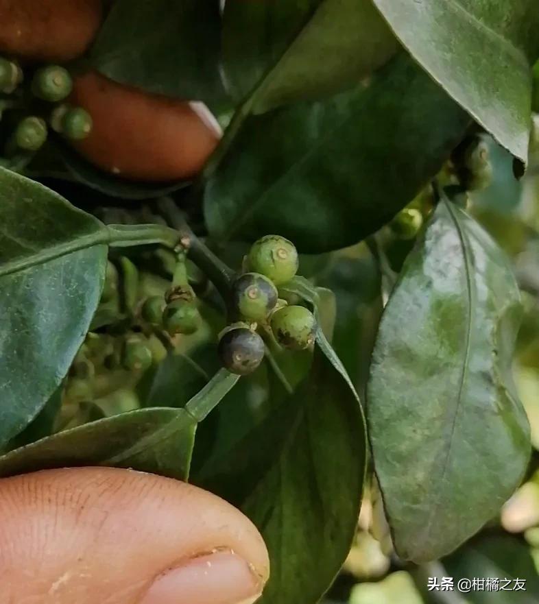 柑橘果面发黑怎么回事,柑橘幼果变黑脱落