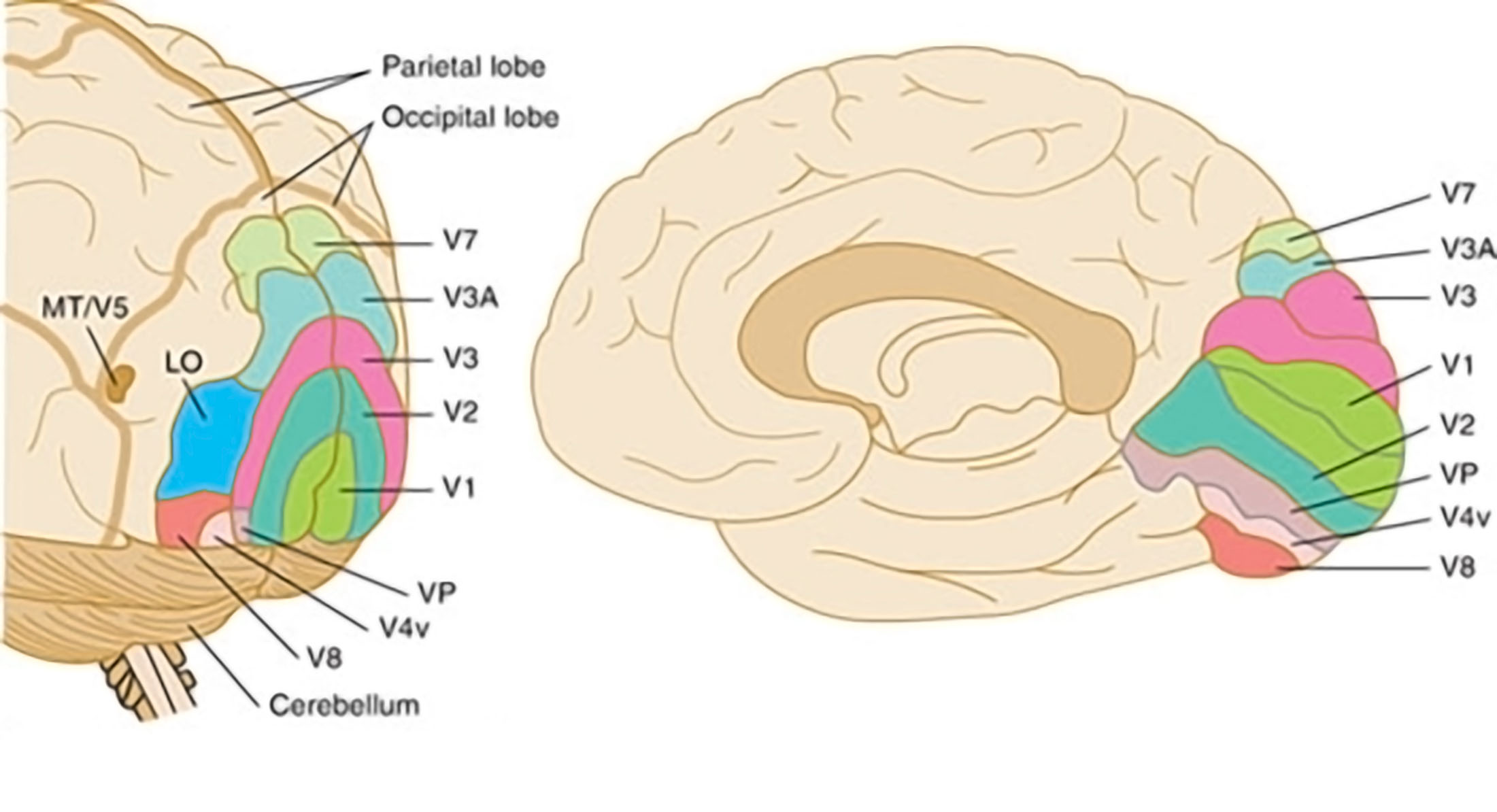 人的眼睛在动物界的水平,人的视力在动物界排名