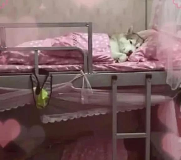 大学生查宿舍违规用品,大学女宿舍查出违规物品