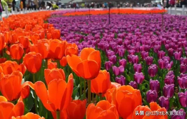 日照花仙子打卡地,日照东夷小镇旅游攻略