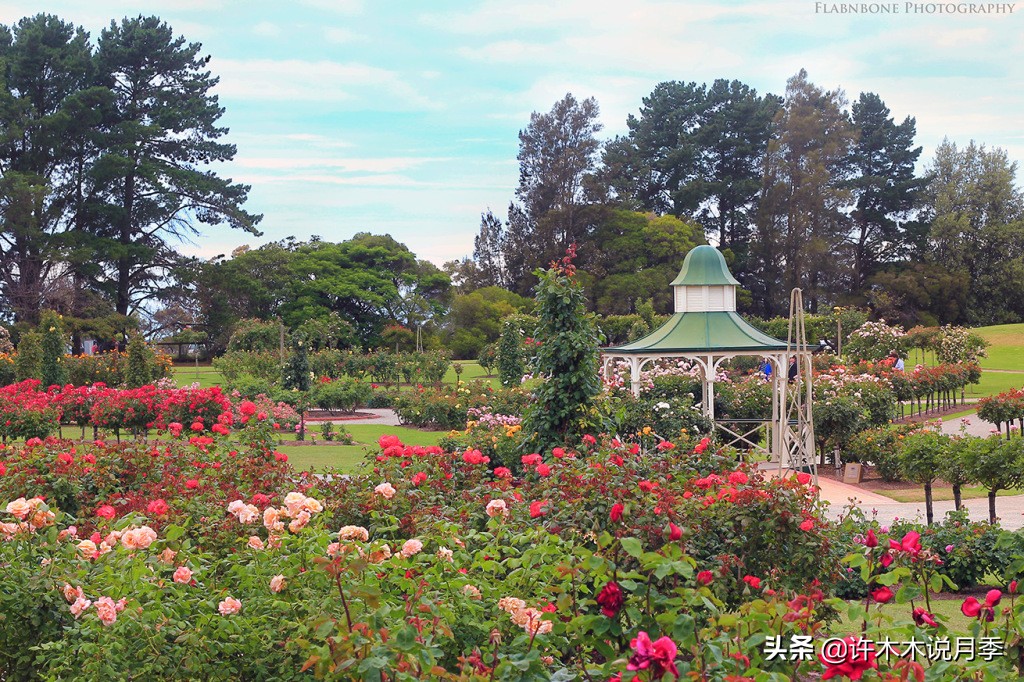 月季为什么黄叶带斑,月季浇水过多黄叶如何挽救