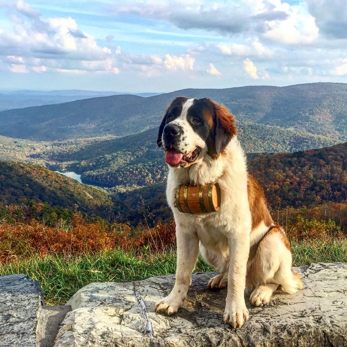 世界上最昂贵的10只狗,世界上十大最名贵的犬种附图