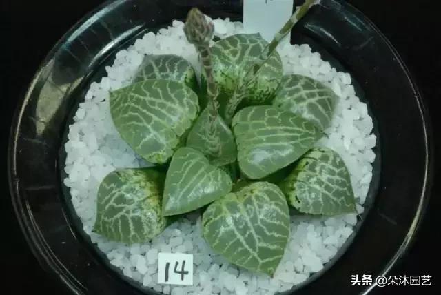 多肉十二卷寿的窗口怎么不透明,多肉热点话题