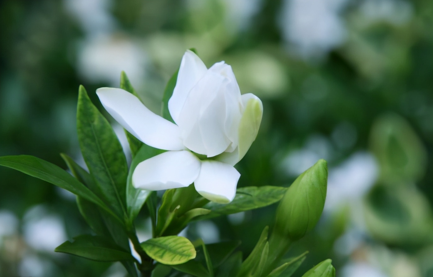栀子花花苞多但叶子发黄了怎么办,栀子花的花朵为什么打不开