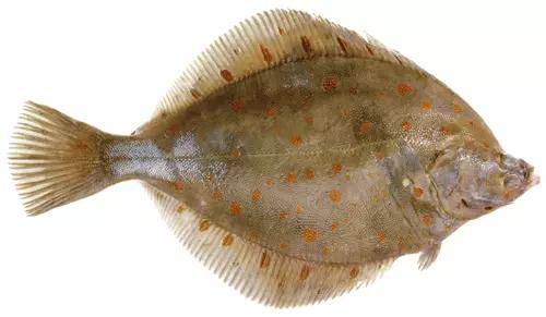 英国超市的鱼类有哪些,英国超市鱼的种类