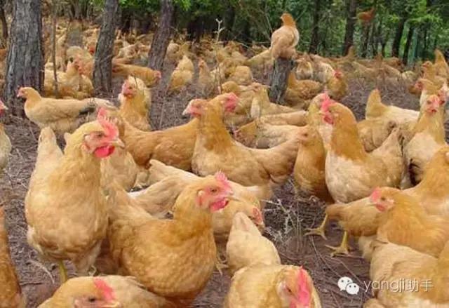 怎么样才能知道土鸡是什么样的,如何知道土鸡缺少什么营养