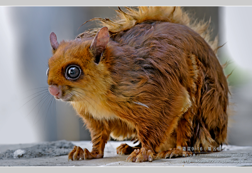 摄影飞行素材,飞鼠摄影作品欣赏