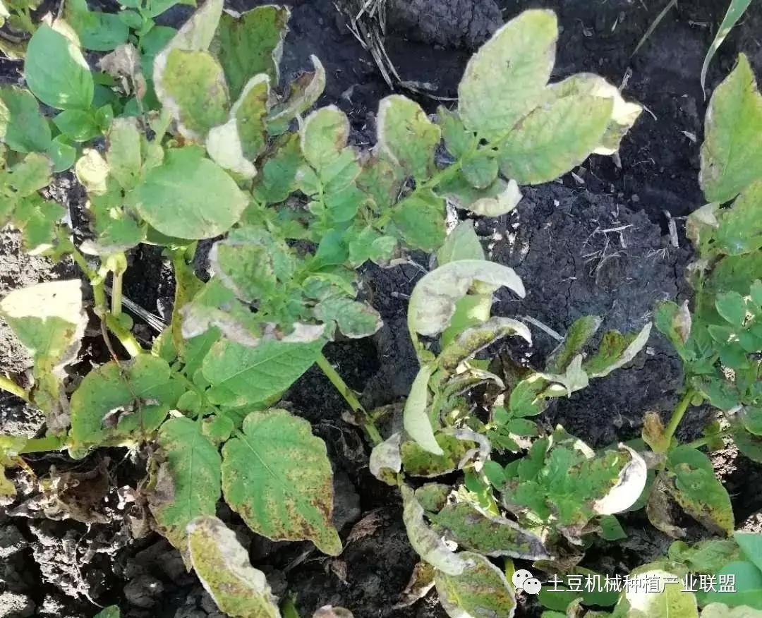 灭草松除草剂对马铃薯药害,马铃薯药害的一般症状图片